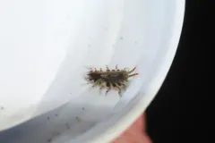 Synidotea ritteri thumbnail 2