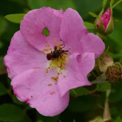 Rose Curculio thumbnail 4