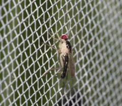 Cordilura munda thumbnail 3