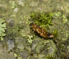 Drusilla canaliculata thumbnail 4