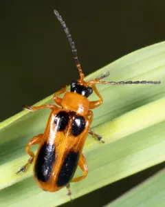 Phyllobrotica decorata thumbnail 4
