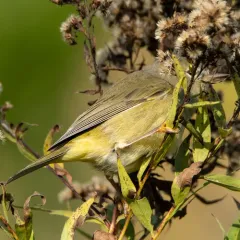 Nashville Warbler thumbnail 2