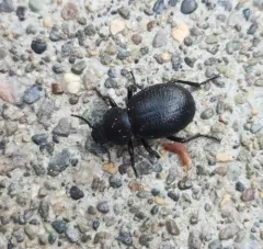 Eleodes rotundipennis thumbnail 3