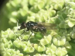 Western Longnose thumbnail 3