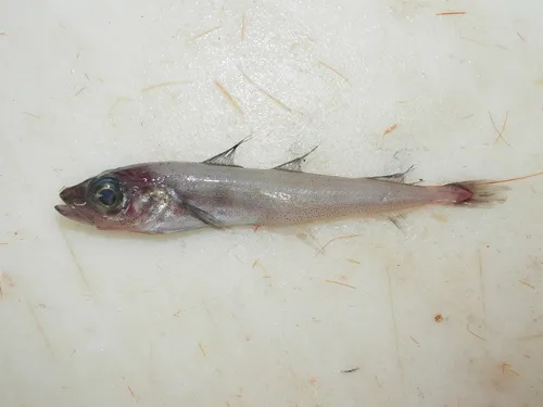 Polar Cod
