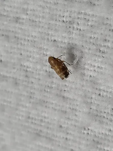 white-banded leafhopper