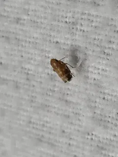 white-banded leafhopper thumbnail 1