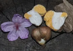Russula subloculata thumbnail 3