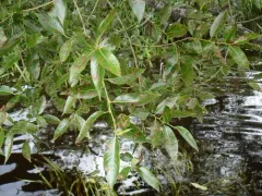 Laurel willow thumbnail 4
