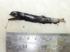 Antarctic Snaggletooth thumbnail 1