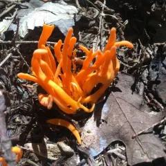 Orange Spindle thumbnail 3