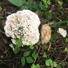 jellied false coral fungus thumbnail 2