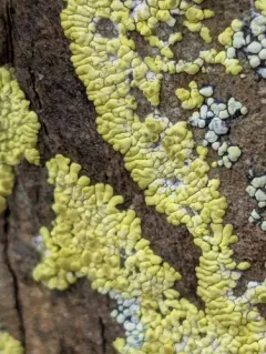 gold cobblestone lichen thumbnail 4