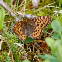 Freija Fritillary thumbnail 4