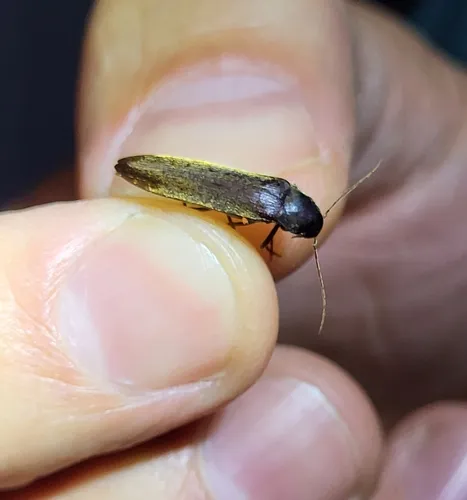 Striated False Darkling Beetle