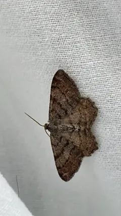 Six-spotted Angle thumbnail 2