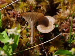 Arrhenia gerardiana thumbnail 4