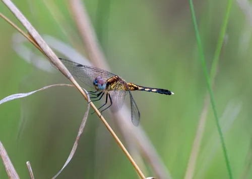 Little Blue Dragonlet