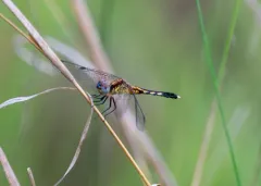 Little Blue Dragonlet thumbnail 1