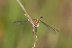 Little Blue Dragonlet thumbnail 2