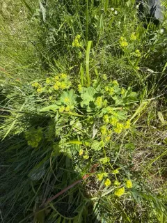 Thin-stem Lady's-mantle thumbnail 1