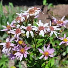 Engelmann's aster thumbnail 4