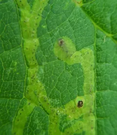 Phytomyza persicae thumbnail 3