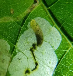 Agromyza diversa thumbnail 4
