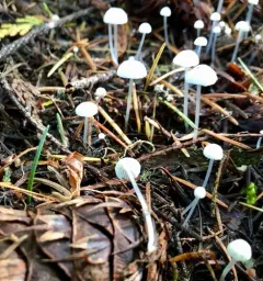 Delectable Bonnet thumbnail 2