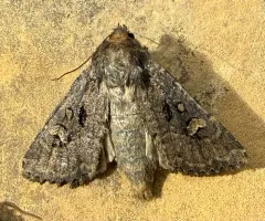 Dock Rustic Moth thumbnail 4
