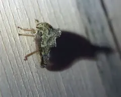Heliria cristata thumbnail 4
