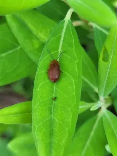 Tricholochmaea kalmiae thumbnail 4