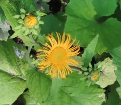 Yellow Oxeye thumbnail 3