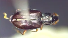 Bembidion nigrum thumbnail 4