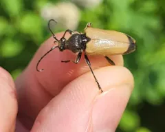 Proximal Long-horned Beetle thumbnail 3