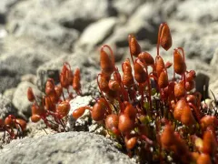 Wright's Bryum thumbnail 3
