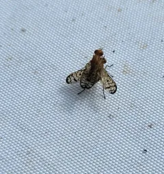 Tetanocera valida thumbnail 4