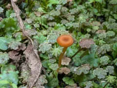 liverwort navel thumbnail 4