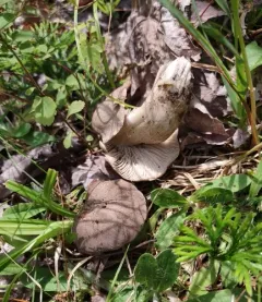 Pseudotricholoma umbrosum thumbnail 4