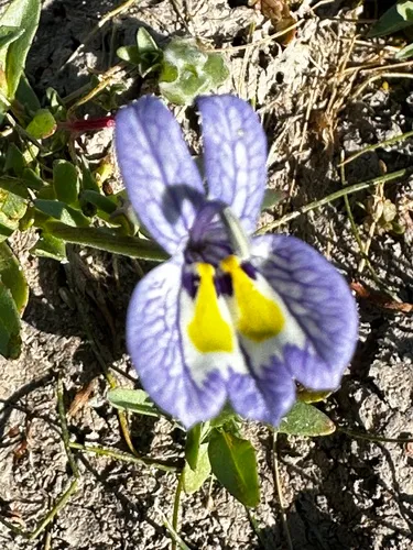 harlequin calicoflower