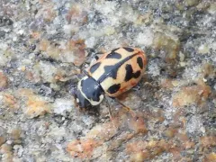 American Lady Beetle thumbnail 1