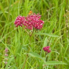 swamp milkweed thumbnail 3