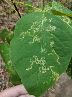 Wafer Ash Leafminer Moth thumbnail 2