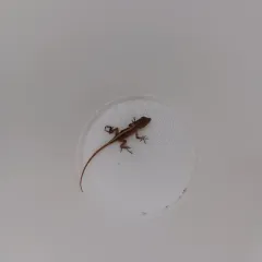 Brown Anole thumbnail 5
