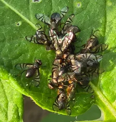 Rivellia variabilis thumbnail 4