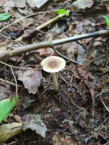 Amanita lignophila