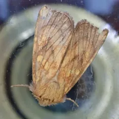 Sensitive Fern Borer Moth thumbnail 3