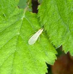 Striped Sallfly thumbnail 1
