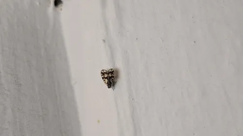 Bothriocera cognita