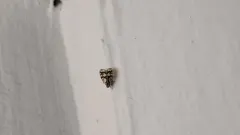 Bothriocera cognita thumbnail 1